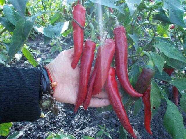 Hot pepper Lambs horn: description and characteristics of the variety, photos, reviews, cultivation