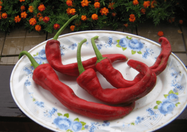 Hot pepper Lambs horn: description and characteristics of the variety, photos, reviews, cultivation