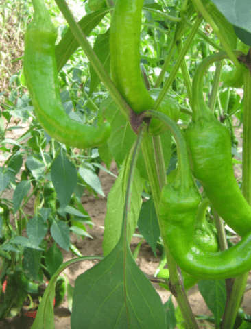 Hot pepper Lambs horn: description and characteristics of the variety, photos, reviews, cultivation