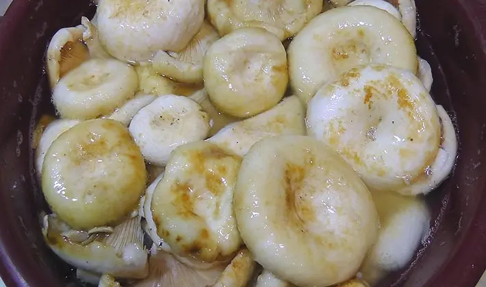 Hot salted mushrooms in jars and barrels