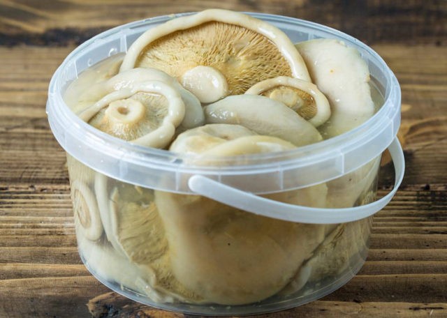 Hot salted white milk mushrooms: 12 salting recipes at home