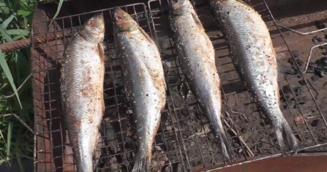 Hot smoked herring at home