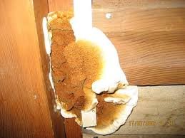 House mushroom (Serpula lacrymans) photo and description