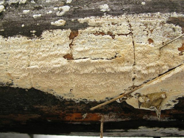 House mushroom (White House mushroom, Weeping Serpula): photo and description, how to get rid of