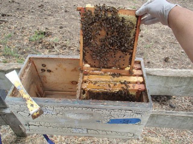 How a bee hive works