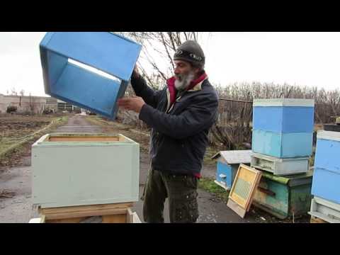 How a bee hive works