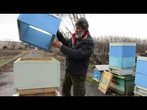 How a bee hive works