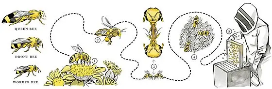 How a bee hive works