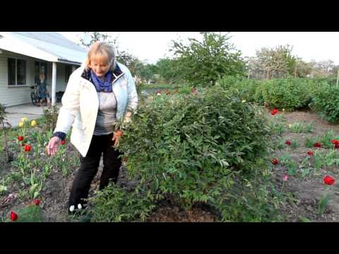 How a tree peony breeds at home: methods, timing