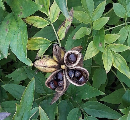 How a tree peony breeds at home: methods, timing