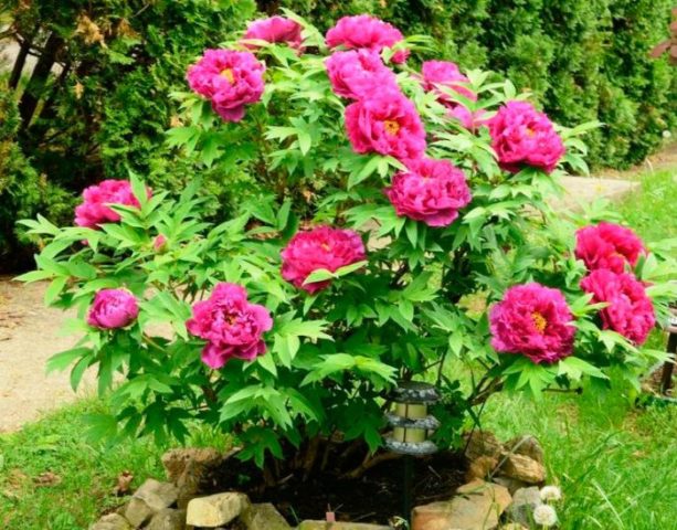 How a tree peony breeds at home: methods, timing