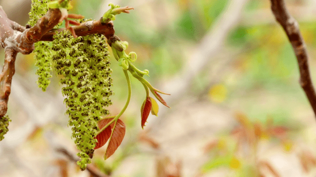 How a walnut blooms: photo and description