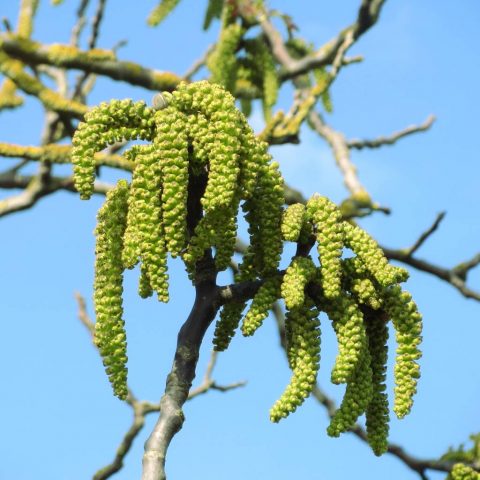 How a walnut blooms: photo and description