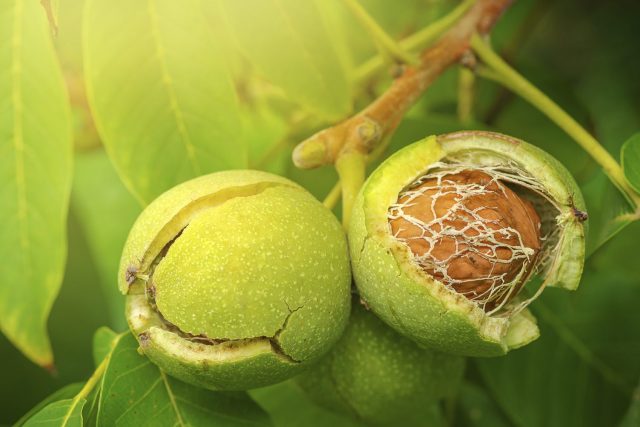 How a walnut blooms: photo and description