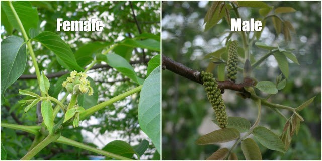 How a walnut blooms: photo and description