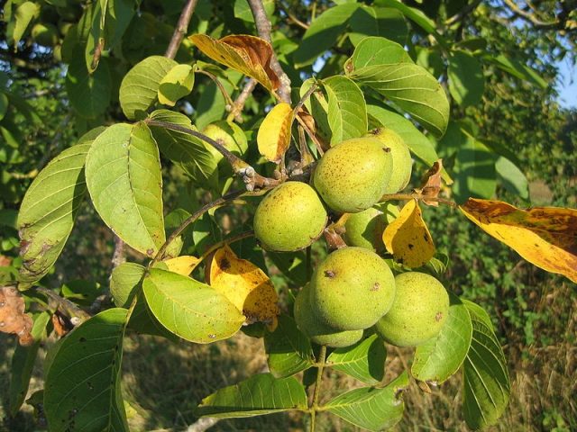 How a walnut grows: photo, fruiting