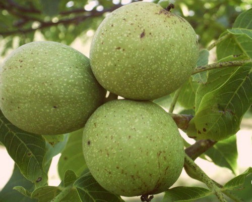 How a walnut grows: photo, fruiting