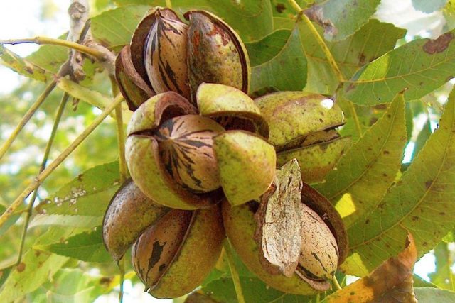 How a walnut grows: photo, fruiting