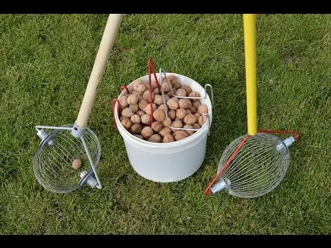 How a walnut grows: photo, fruiting