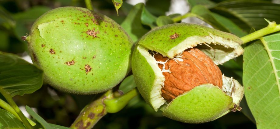 How a walnut grows: photo, fruiting