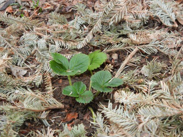 How and how to cover strawberries for the winter from frost