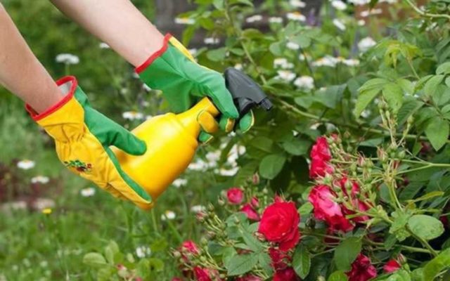 How and how to fertilize roses during the flowering period in summer: timing, folk remedies