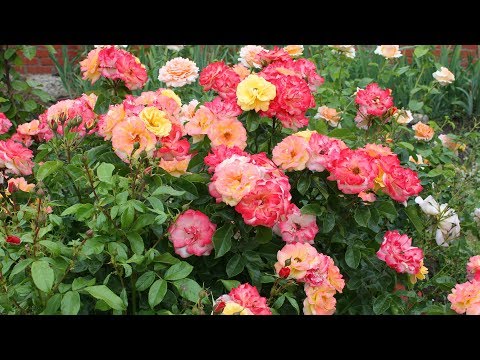 How and how to fertilize roses during the flowering period in summer: timing, folk remedies