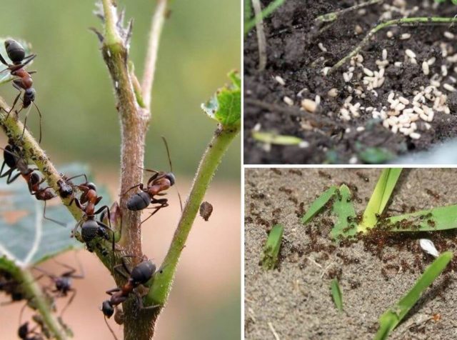 How and how to get rid of ants on a cherry: methods and methods of struggle