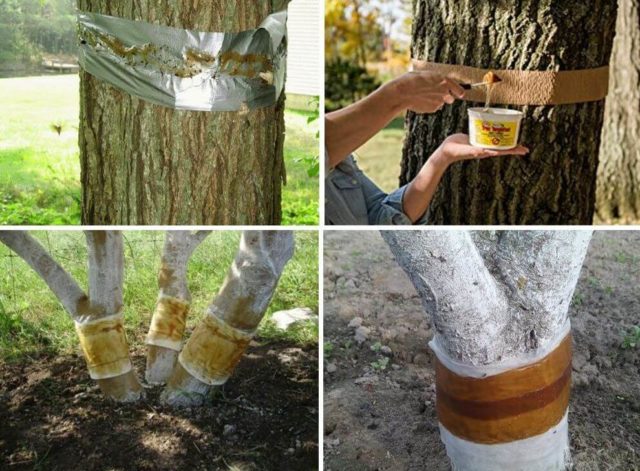 How and how to get rid of ants on a cherry: methods and methods of struggle