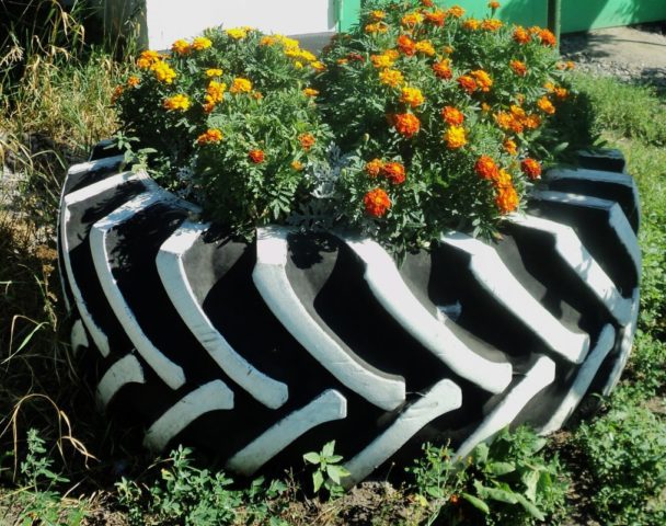 How and how to paint tires for a flower bed: interesting design ideas + photos