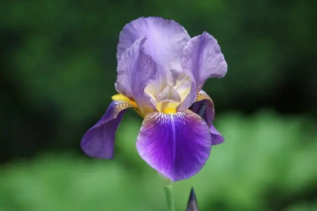 How and when irises bloom: timing, period and features of flowering