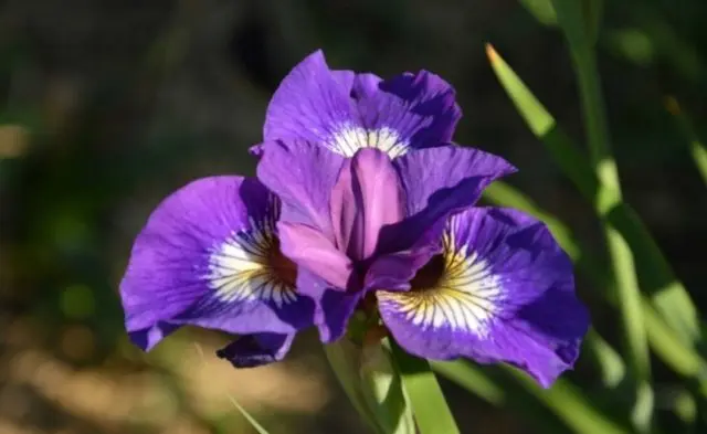 How and when irises bloom: timing, period and features of flowering