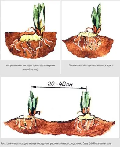 How and when irises bloom: timing, period and features of flowering