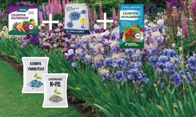 How and when irises bloom: timing, period and features of flowering