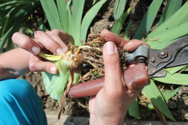 How and when irises bloom: timing, period and features of flowering