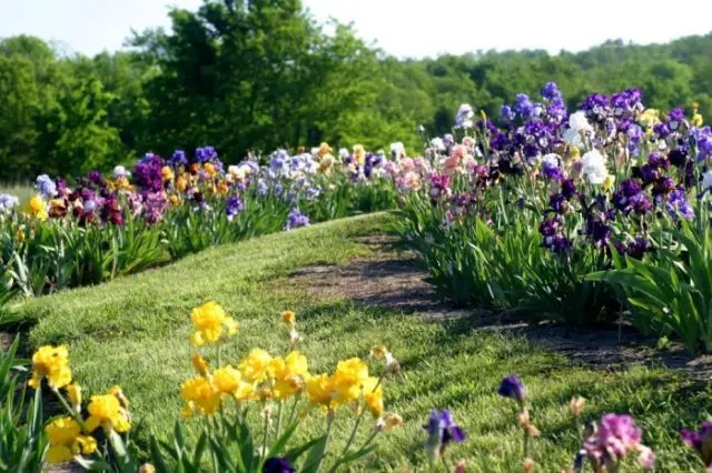 How and when irises bloom: timing, period and features of flowering