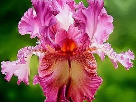 How and when irises bloom: timing, period and features of flowering