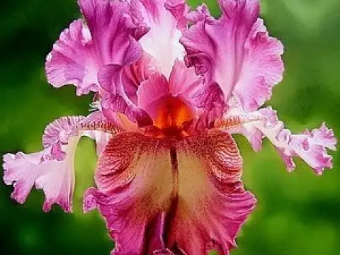 How and when irises bloom: timing, period and features of flowering