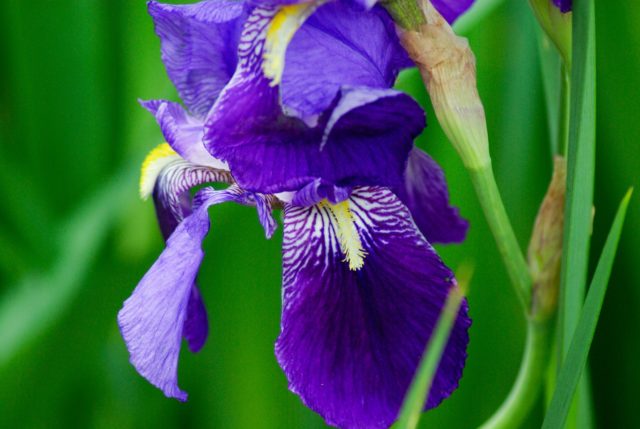 How and when irises bloom: timing, period and features of flowering