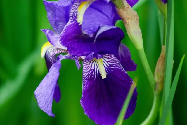 How and when irises bloom: timing, period and features of flowering