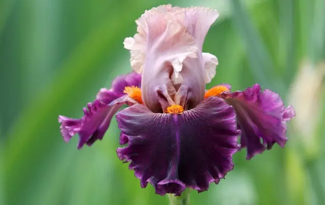 How and when irises bloom: timing, period and features of flowering