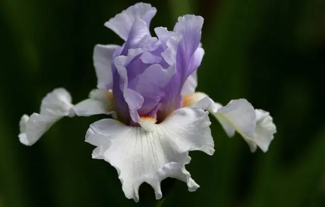 How and when irises bloom: timing, period and features of flowering