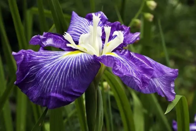 How and when irises bloom: timing, period and features of flowering