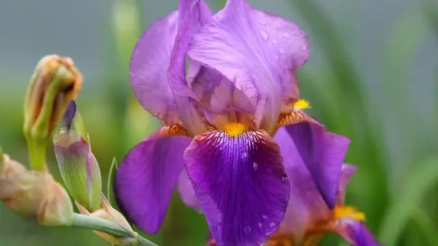 How and when irises bloom: timing, period and features of flowering