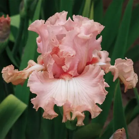 How and when irises bloom: timing, period and features of flowering