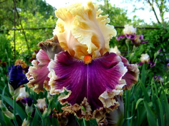 How and when irises bloom: timing, period and features of flowering