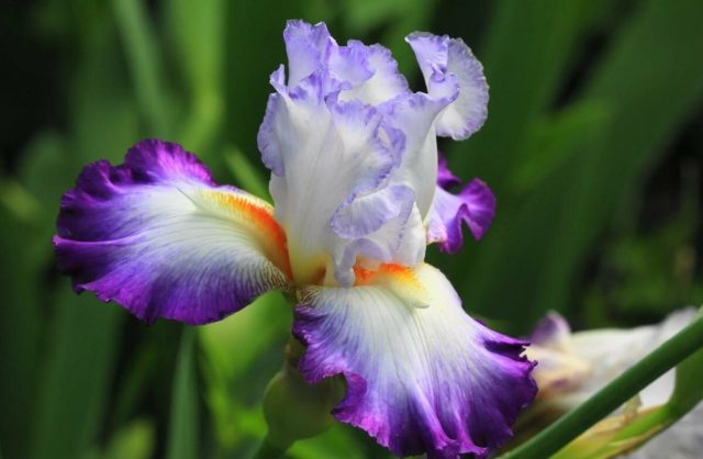 How and when irises bloom: timing, period and features of flowering