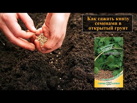 How and when is it better to plant cilantro (coriander) seeds in open ground