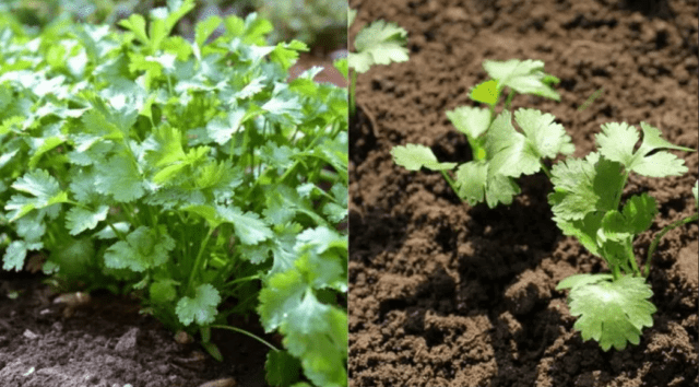 How and when is it better to plant cilantro (coriander) seeds in open ground