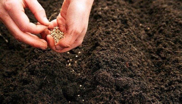 How and when is it better to plant cilantro (coriander) seeds in open ground